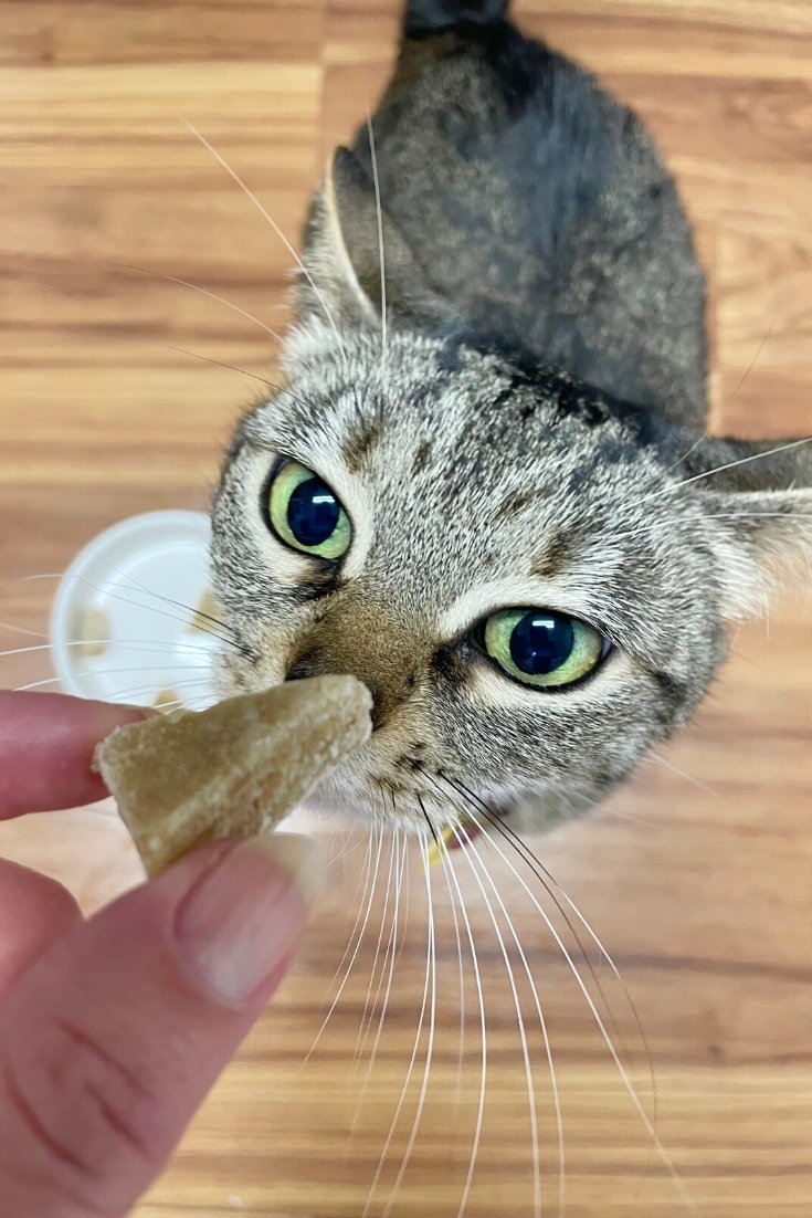 gato